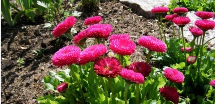 blommor av tusensköna