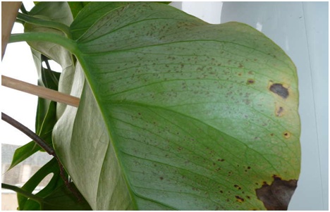 sjuka monstera