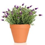 Växande lavendel hemma Växande lavendel hemma