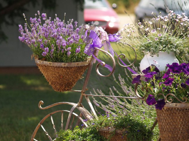 Växande lavendel hemma Växande lavendel hemma