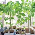 Växande tomatplanta