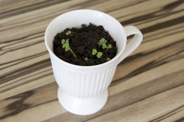 Odling av arugula i hemmet