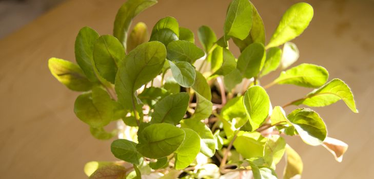 Odling av arugula i hemmet