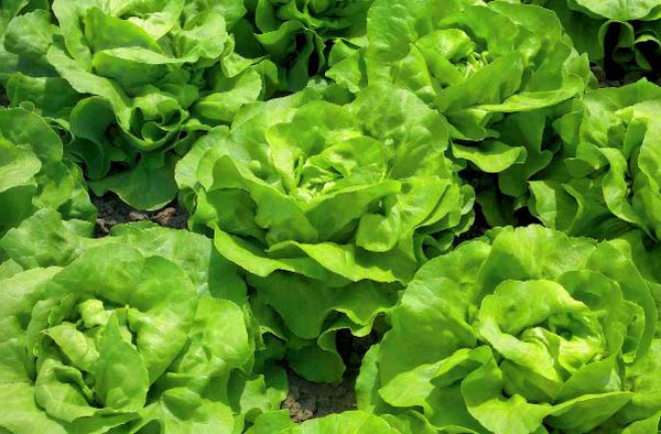 Växande sallad i teori och praktik, användbara råd och rekommendationer