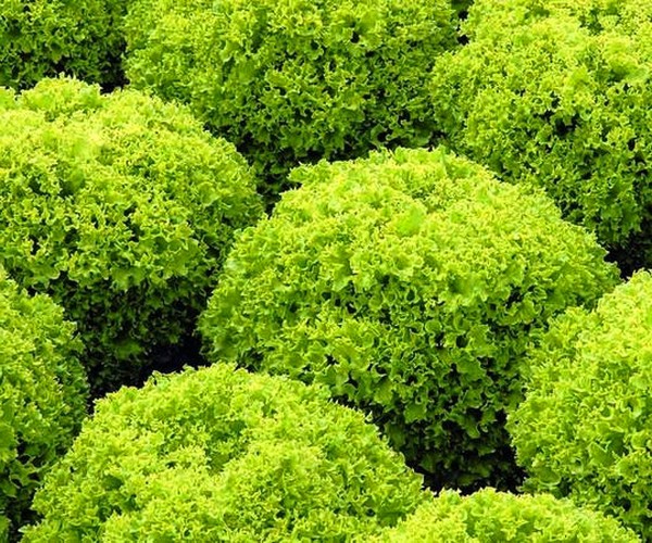 Växande sallad i teori och praktik, användbara råd och rekommendationer