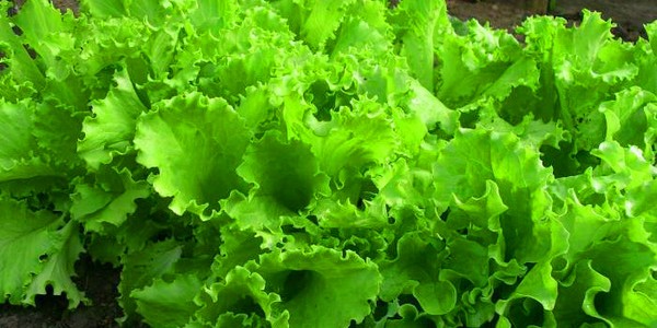 Växande sallad i teori och praktik, användbara råd och rekommendationer