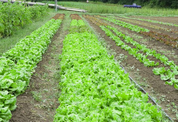 Växande sallad i teori och praktik, användbara råd och rekommendationer