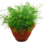 Växande dill Växande dill