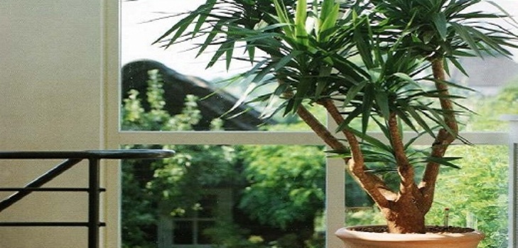 Yucca hemma: vård och reproduktion