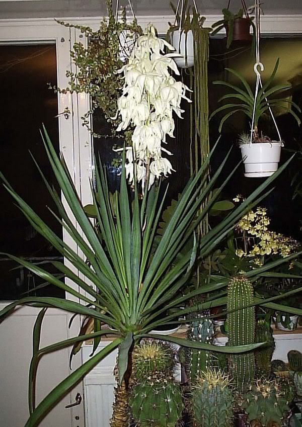 Yucca hemma: vård och reproduktion