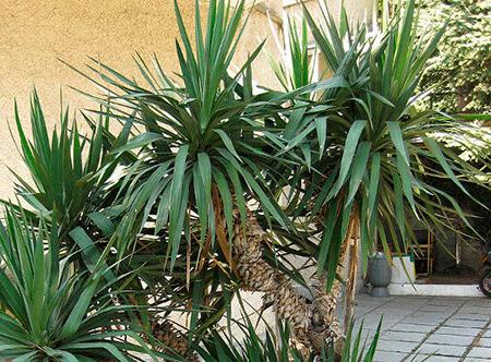 Yucca hemma: vård och reproduktion