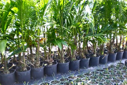 Yucca hemma: vård och reproduktion