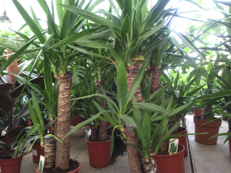 Yucca hemma: vård och reproduktion
