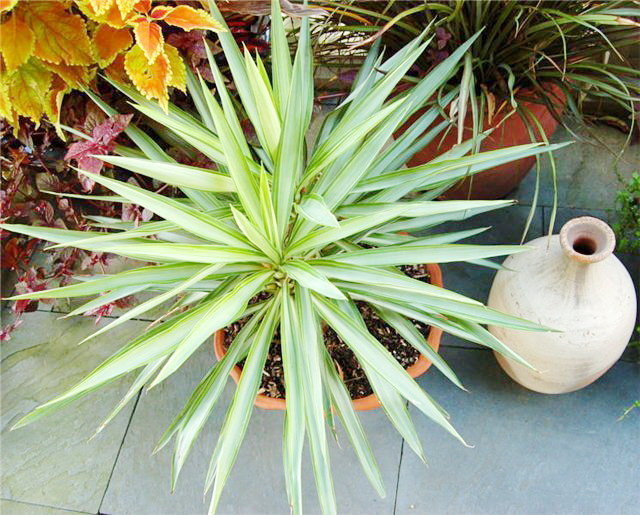 Yucca hemma: vård och reproduktion