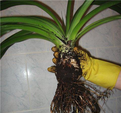 Yucca hemma: vård och reproduktion