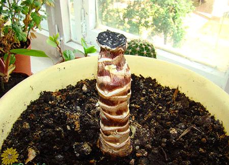 Yucca hemma: vård och reproduktion