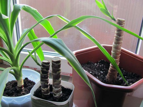 Yucca hemma: vård och reproduktion