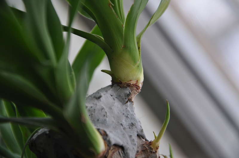 Yucca hemma: vård och reproduktion