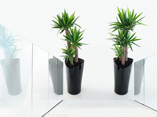Yucca hemma: vård och reproduktion