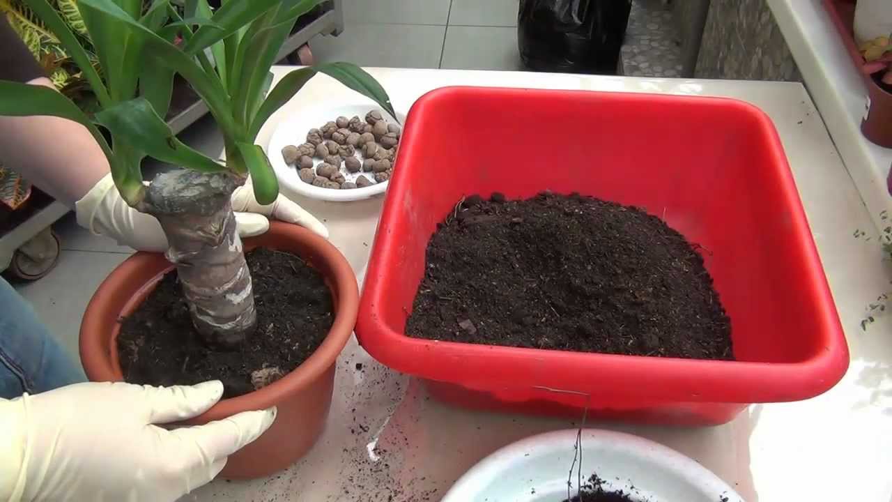 Yucca hemma: vård och reproduktion