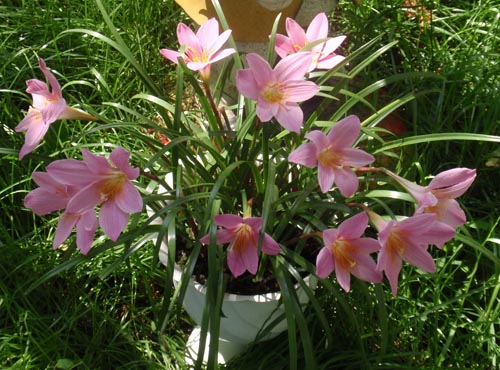 Vad du behöver en uppstart för blomning