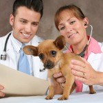 Profession Veterinär