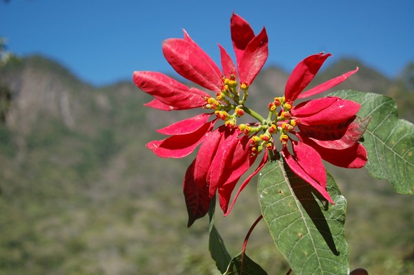 Sagor om blommor