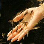 Ichthyomassage: pedikyr med fisk Ichthyomassage: pedikyr med fisk