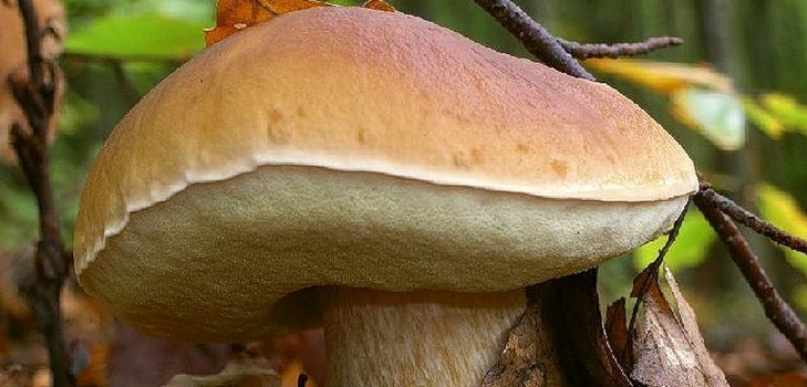 Vit svamp: beskrivning, egenskaper hos ställen för tillväxt