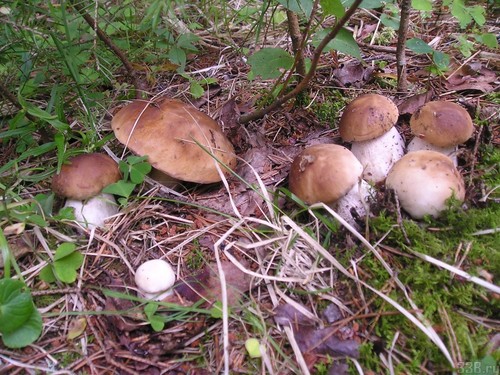 Vit svamp: beskrivning, egenskaper hos ställen för tillväxt