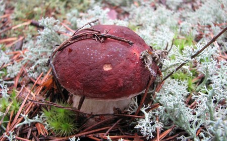Borovik: foto och beskrivning