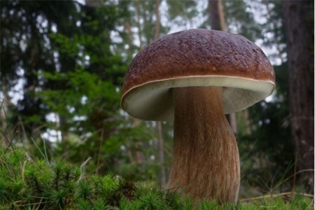 Borovik: foto och beskrivning