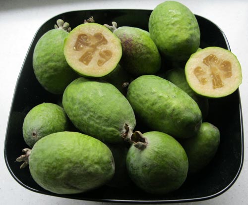 Feijoa - användbara egenskaper, fördelar och skador av feijoa