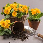 Hur man transplanterar blommor