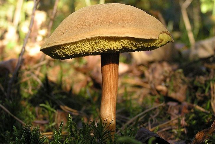 Vilka svampar glöms oftast i skogen