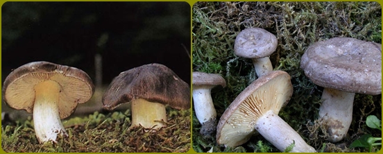Vilka svampar glöms oftast i skogen
