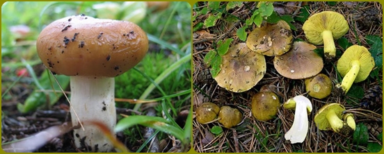 Vilka svampar glöms oftast i skogen