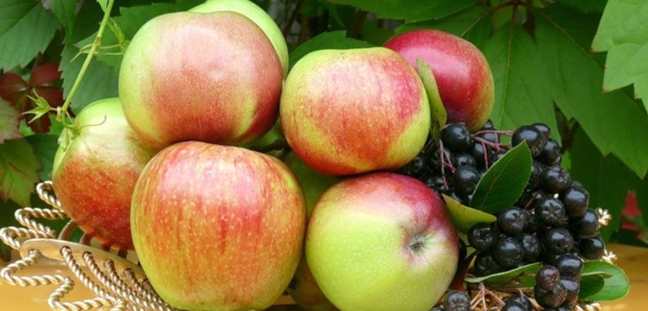 Skaka inte äppelträdet, så länge det är grönt: när ska du fira Apple Frälsaren