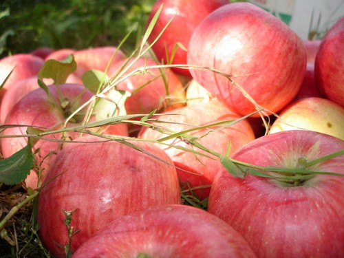 Skaka inte äppelträdet, så länge det är grönt: när ska du fira Apple Frälsaren