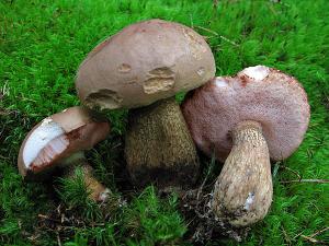 Gall svamp