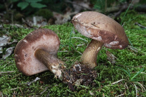 Falsk björkbark: akta dig för en farlig dubbel