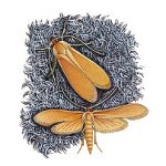 På warpath: hur man handskas med moths
