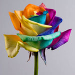 Ovanliga blommor - iriserande rosor Ovanliga blommor - iriserande rosor