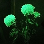 Ovanliga blommor - glödande blommor