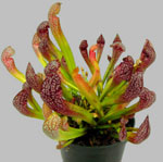 Ovanliga blommor - sarracenia