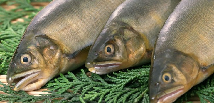 mycket fisk