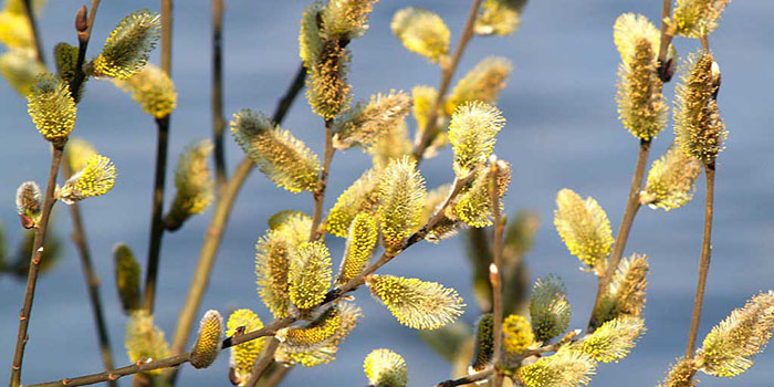 Palm Sunday: Vad ska man göra
