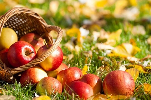 Apple Frälsare, grattis till SMS, kort, rolig. Grattis till Apples Frälsare i vers och prosa Apple Frälsare, grattis till SMS, kort, rolig. Grattis till Apples Frälsare i vers och prosa