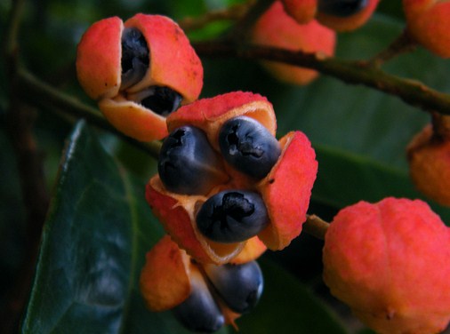 frukter av guarana