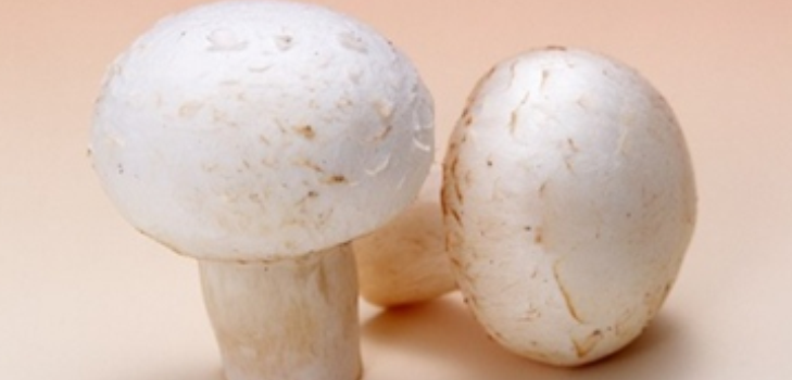svamp mushrooms